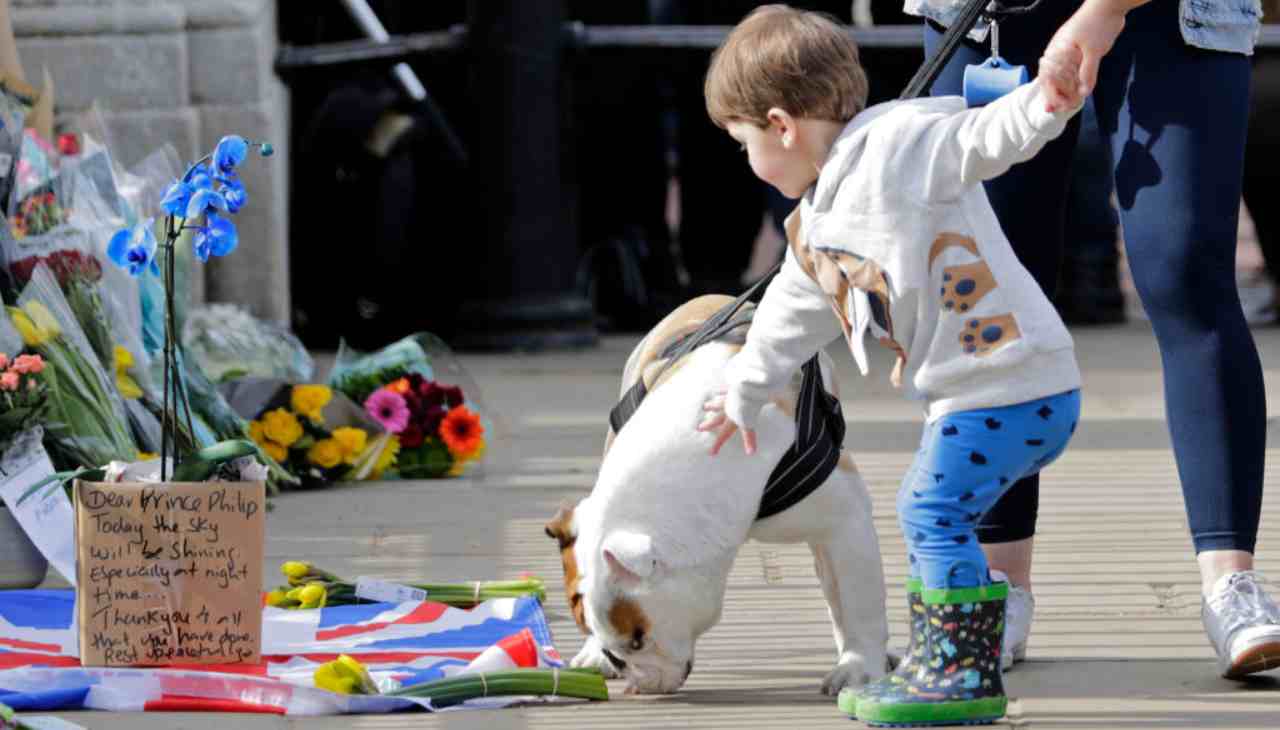 Amicizia tra bambino e cane