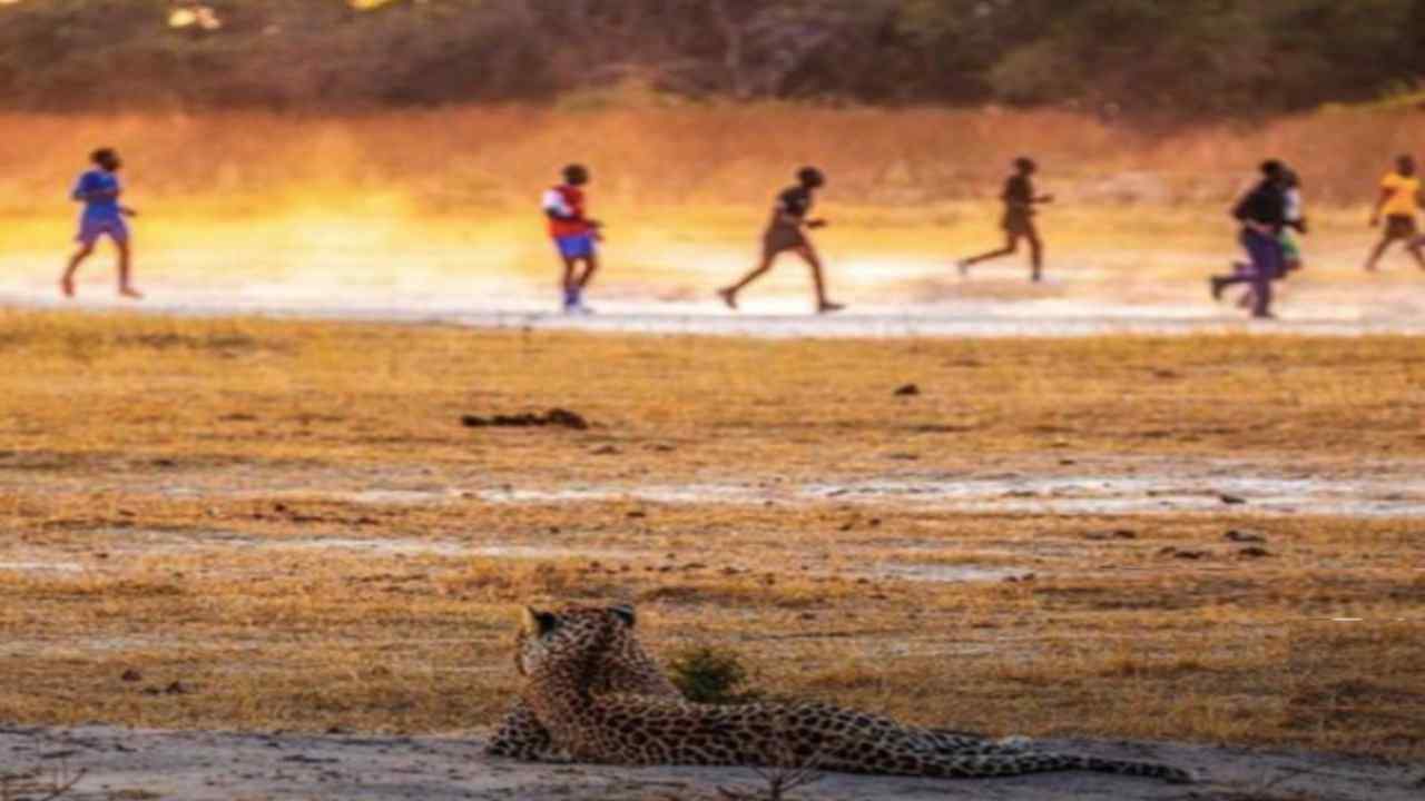 Leopardo assiste ad un match di calcio