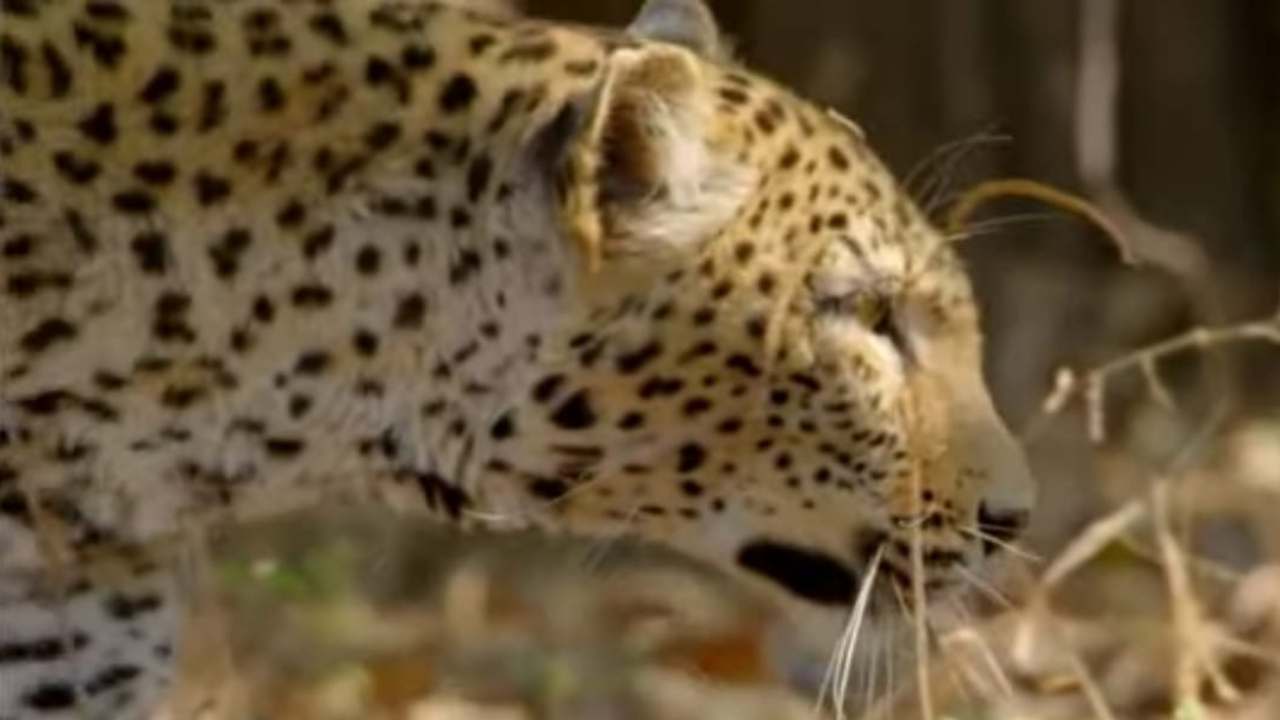 Botswana, leopardo in campo