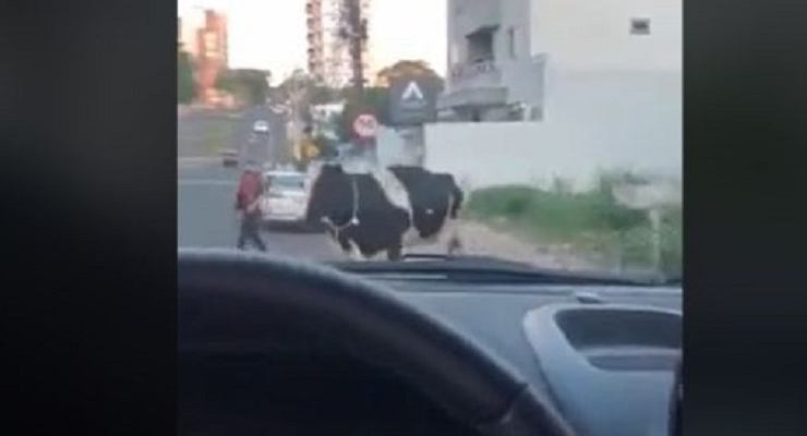Mucca in strada