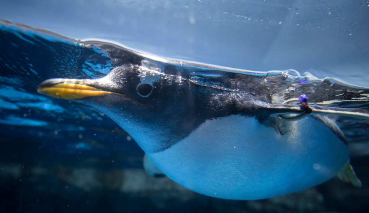 Ritrovato pinguino in Nuova Zelanda 