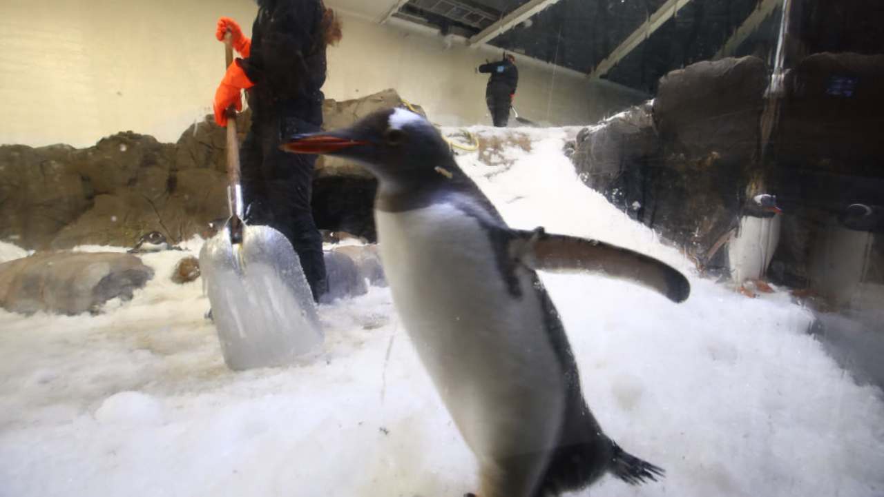 Pinguino scomparso e poi ritrovato