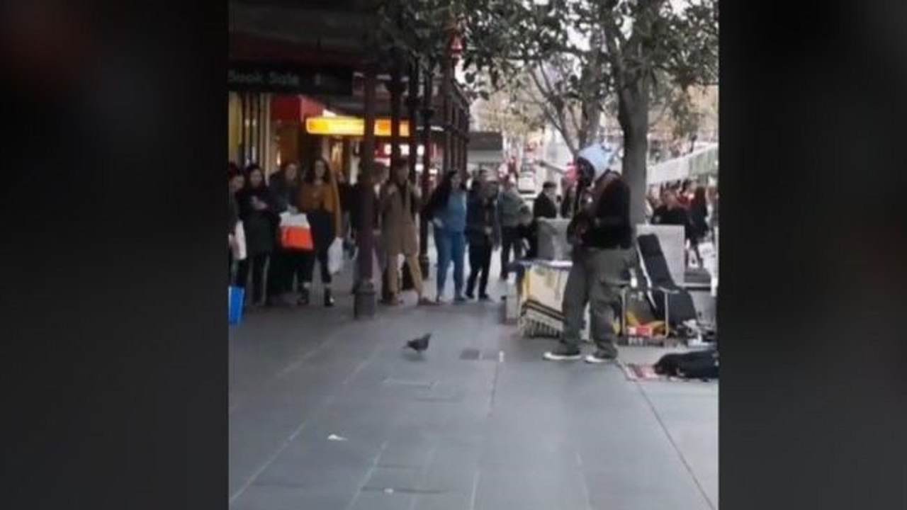 Uccello balla a ritmo di musica