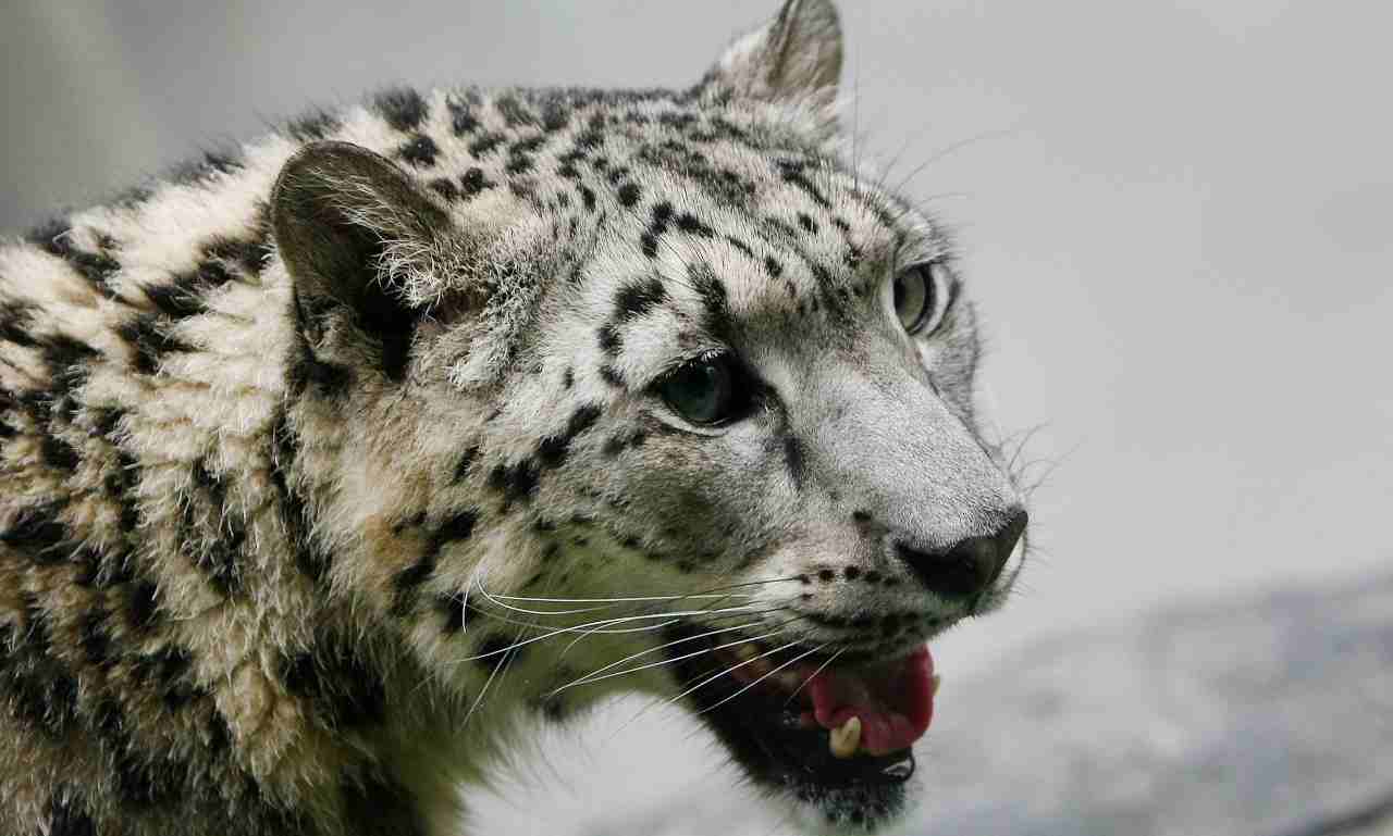 leopardi delle nevi covid animali