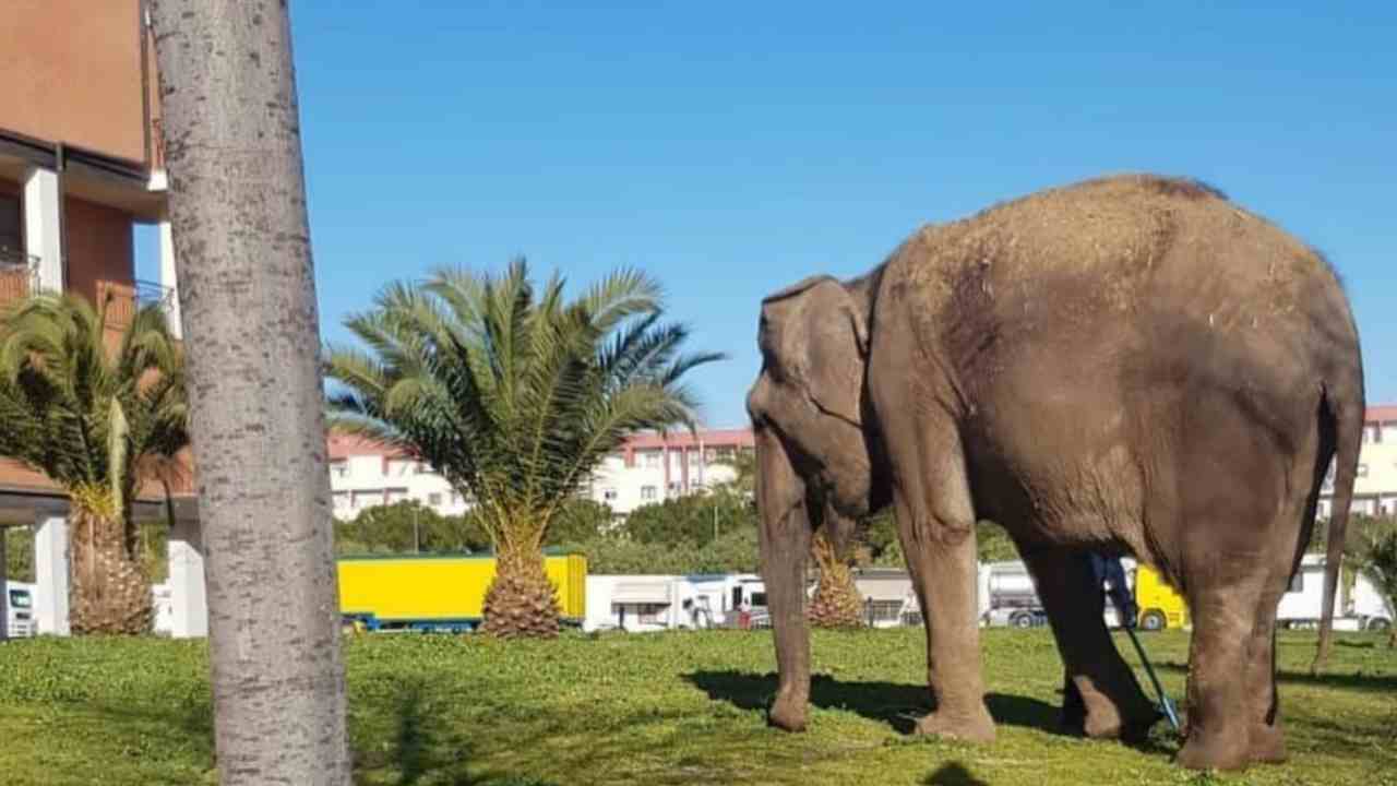 Foggia, elefante passeggia per le strade della città pugliese