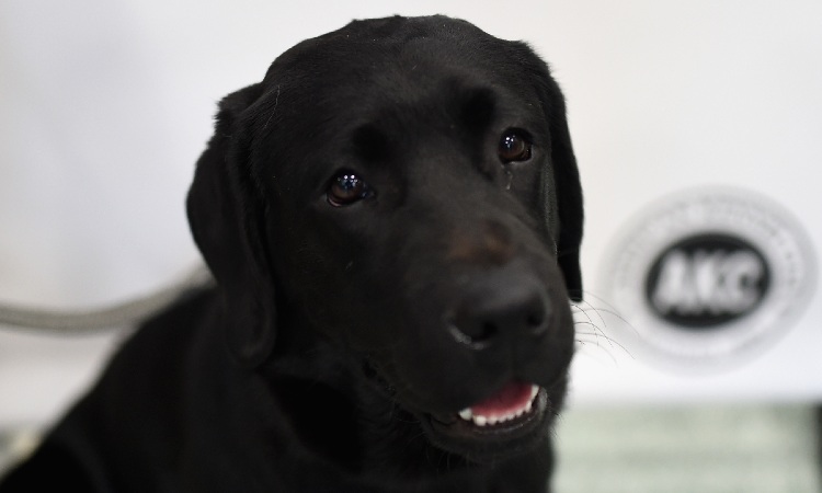 Labrador Nero