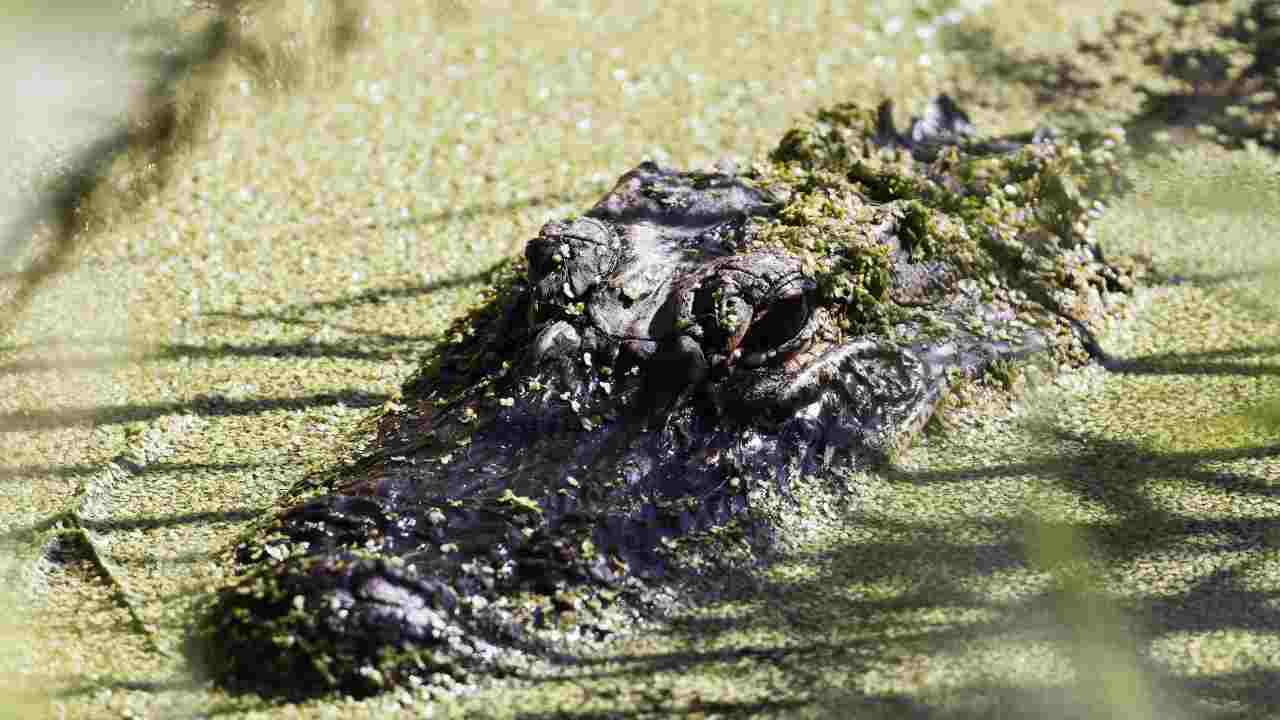 Indonesia, disavventura per un coccodrillo