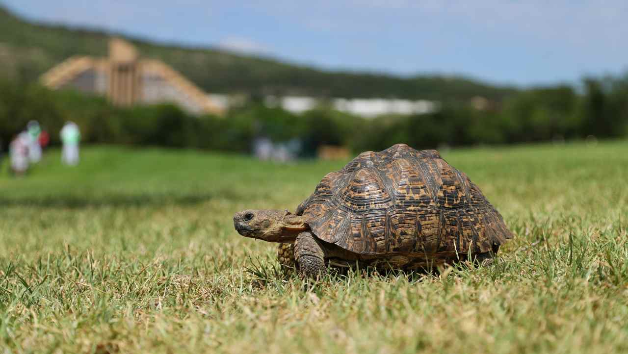 traffico animali in via d'estizione