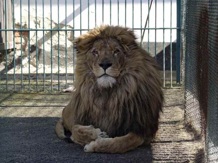 L'animale