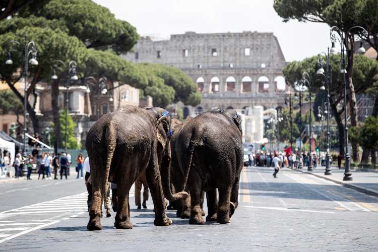 elefanti roma