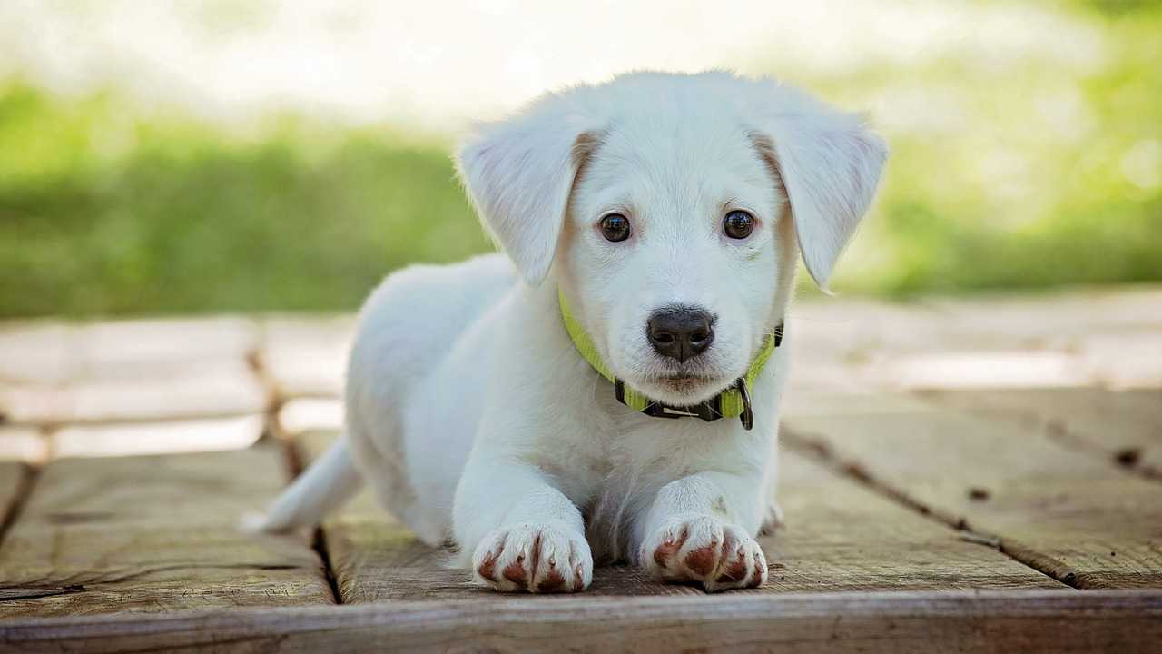 Cani puntura insetto pericolosa