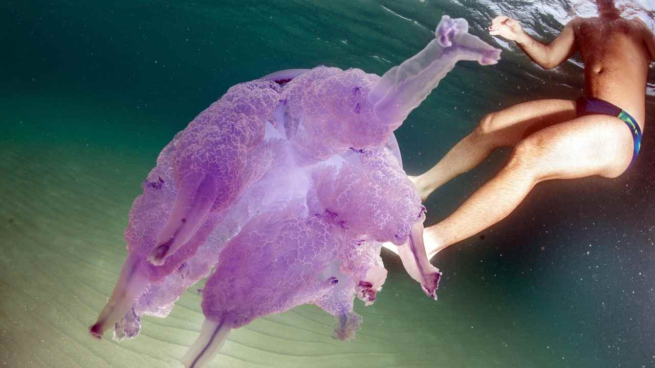 Pericolo meduse nel Salento 