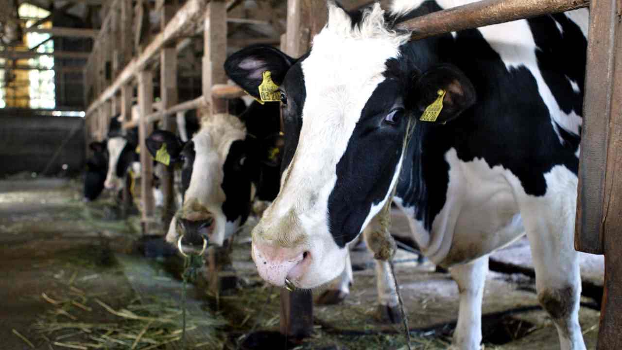 Agricoltore morto schiacciato dalle sue mucche