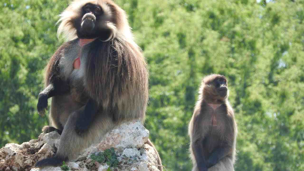 L'Oms pensa ad un cambio nome per il vaiolo delle scimmie