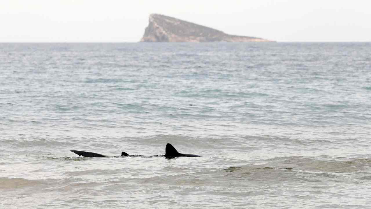 Squalo ritrovato morente in Sardegna