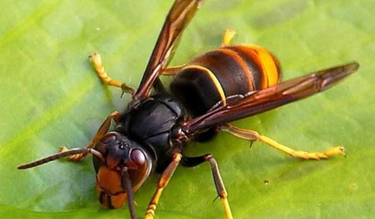 insetti puntura due morti