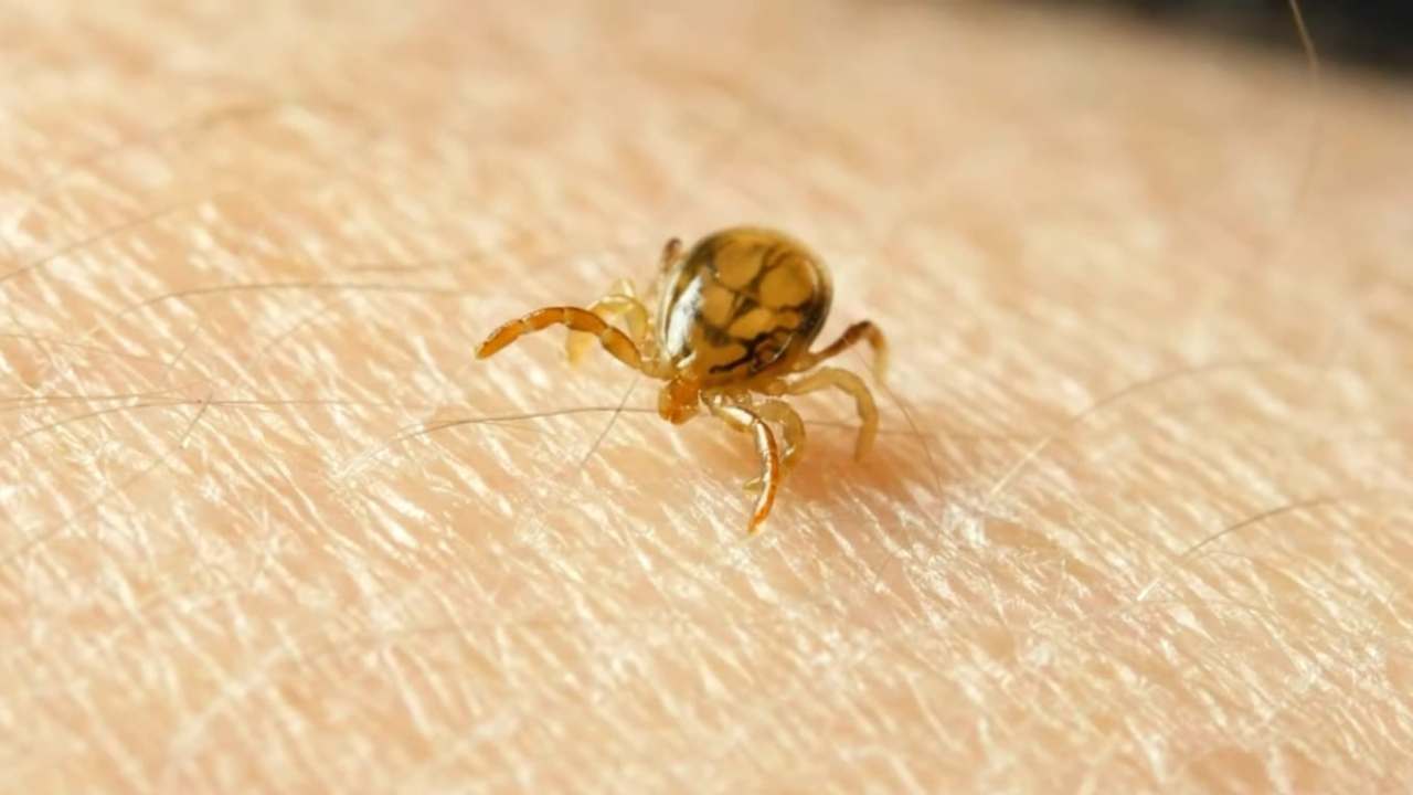 Niente da fare per la donna morsa da una zecca
