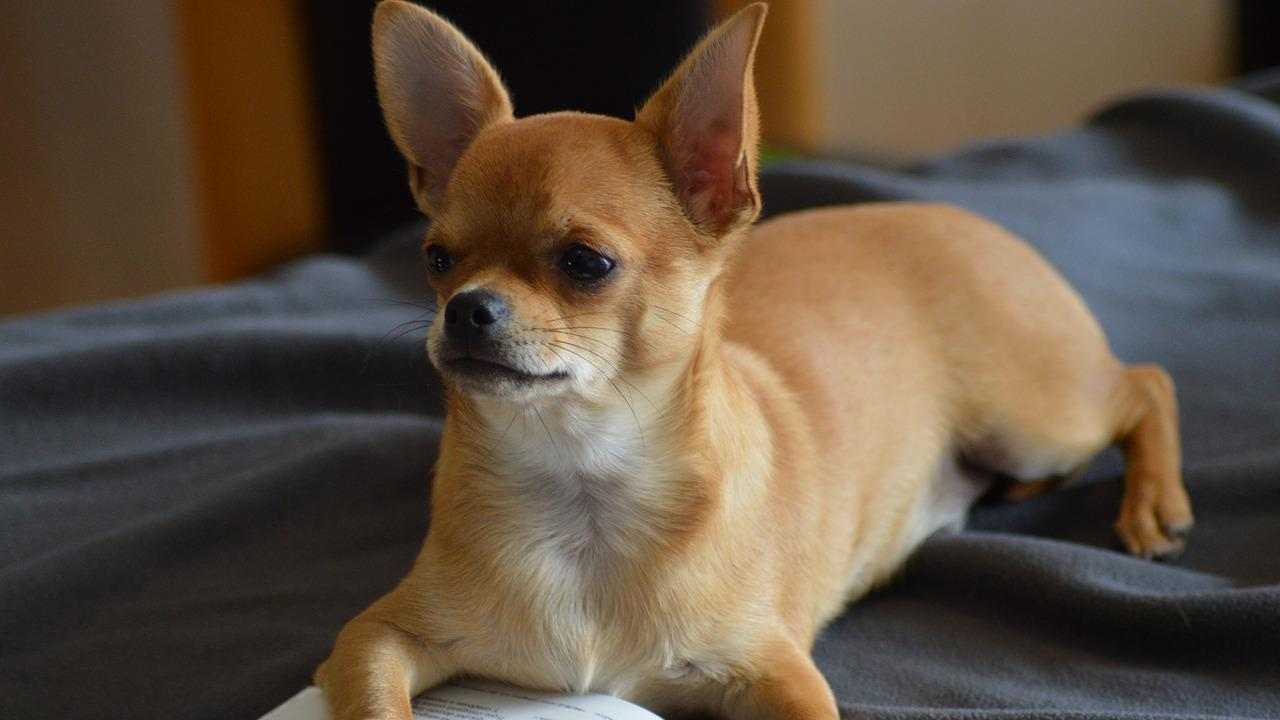 Chihuahua mordono più di altri cani