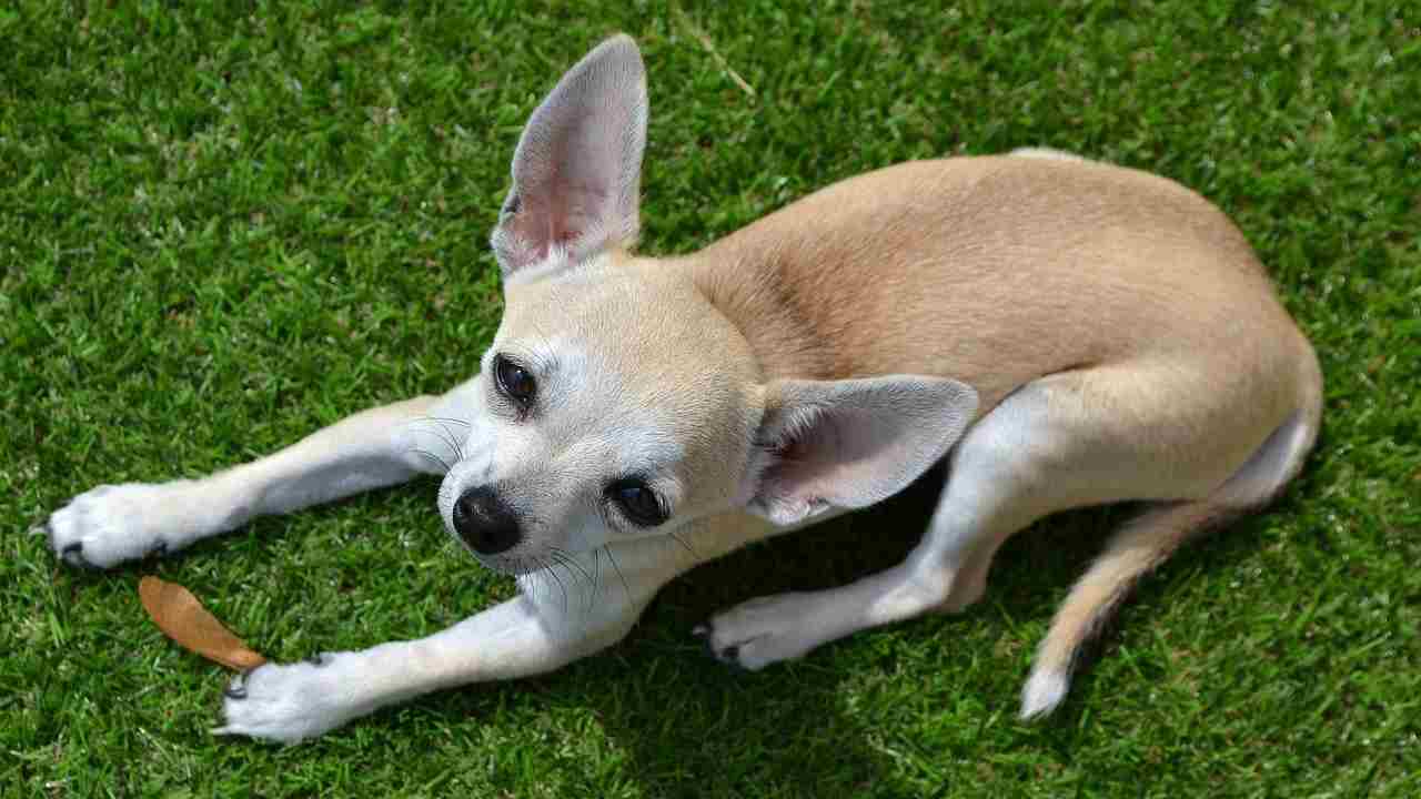 Chihuahua mordono più di altri cani