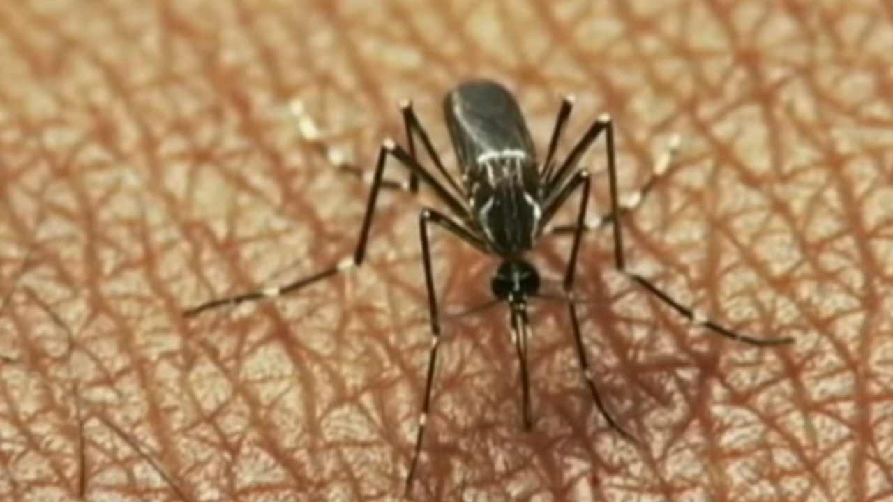 Febbre del Nilo, la zanzara killer colpisce ancora