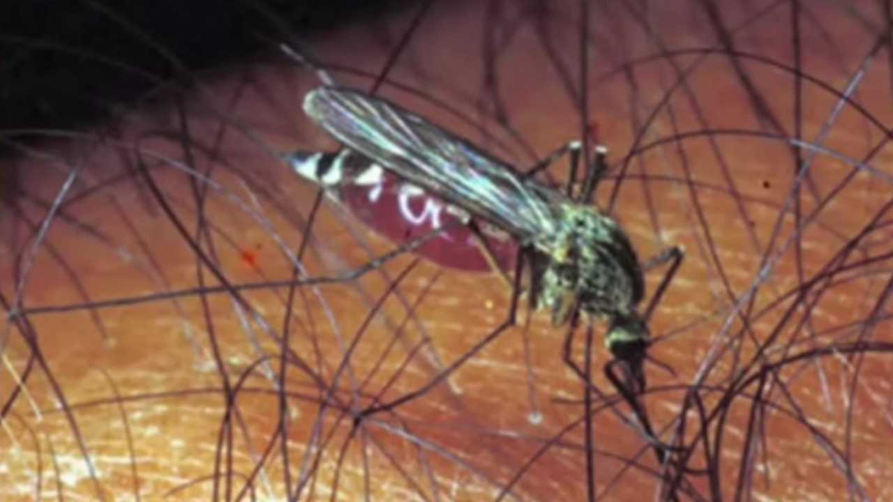 Febbre del Nilo, la zanzara killer colpisce ancora