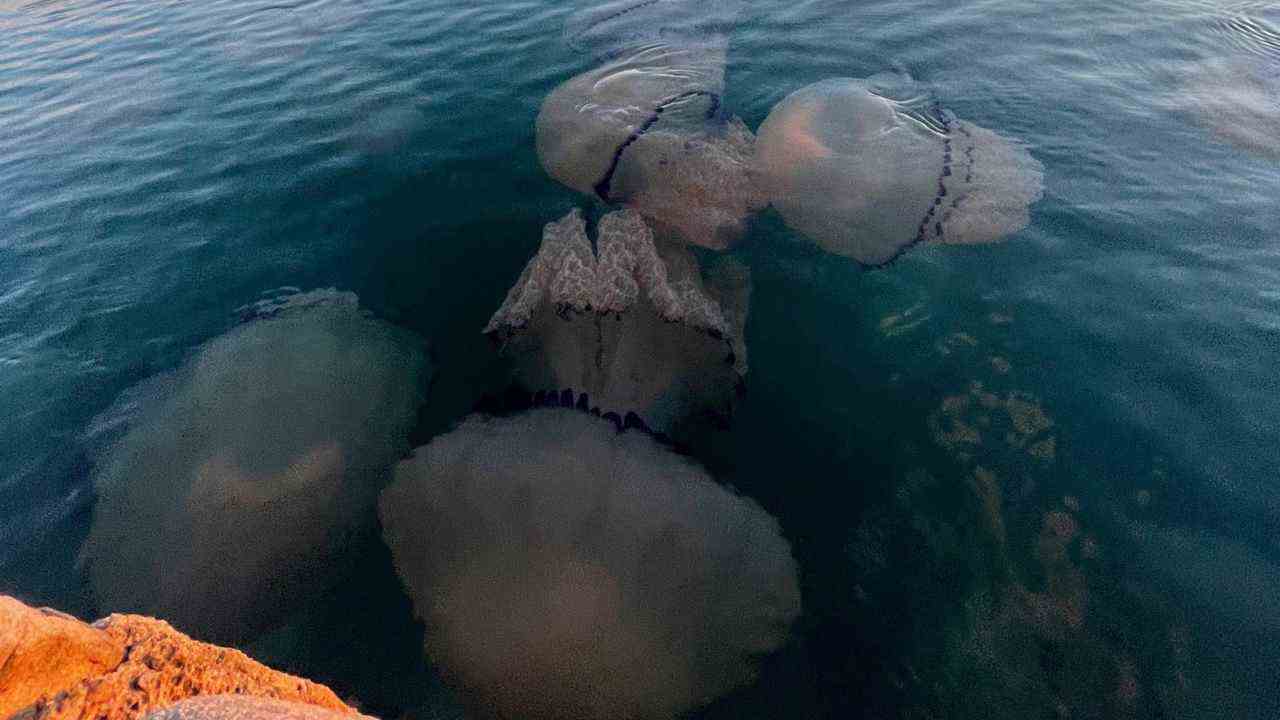 Meduse