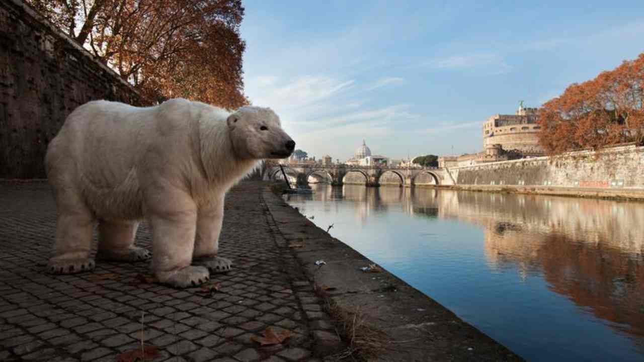 Allarme per gli orsi polari