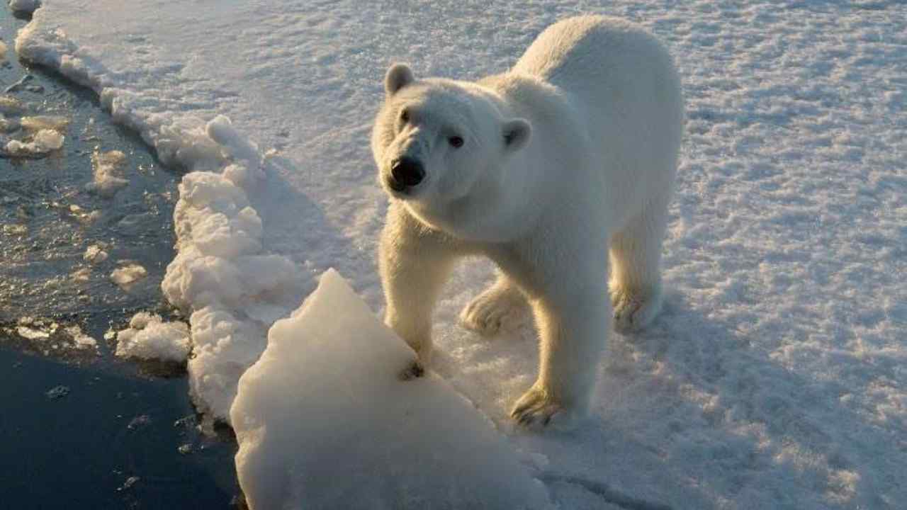Allarme per gli orsi polari