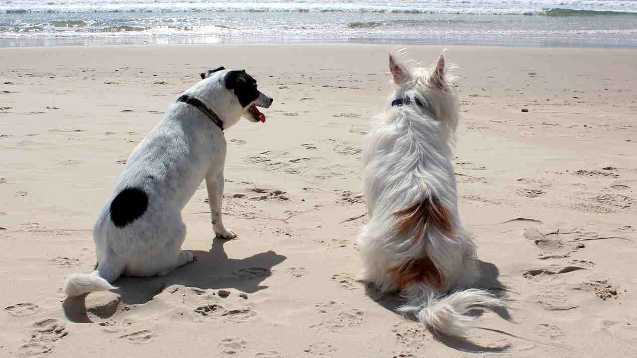 Cane in vacanza