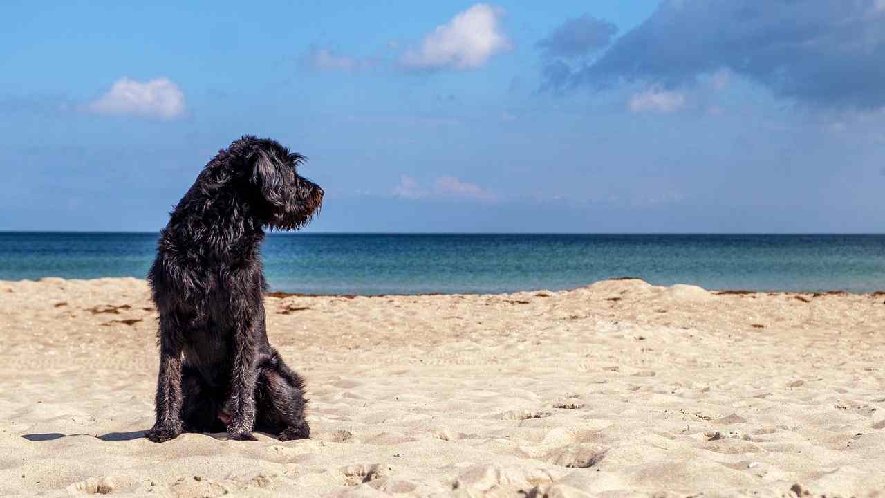 Cane in vacanza