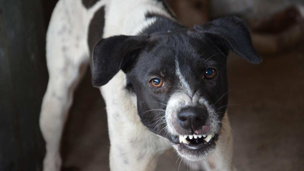 Cani minacciosi