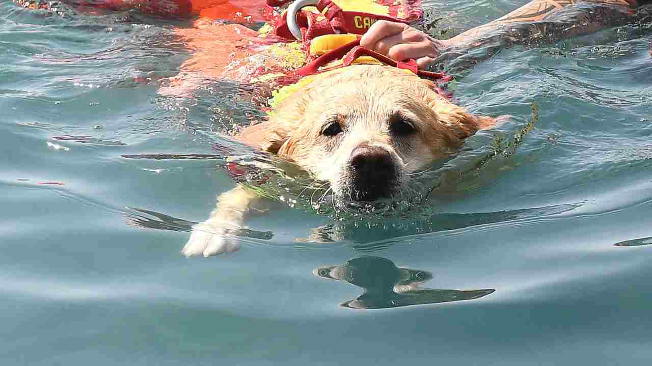 Cani in spiaggia si possono portare?