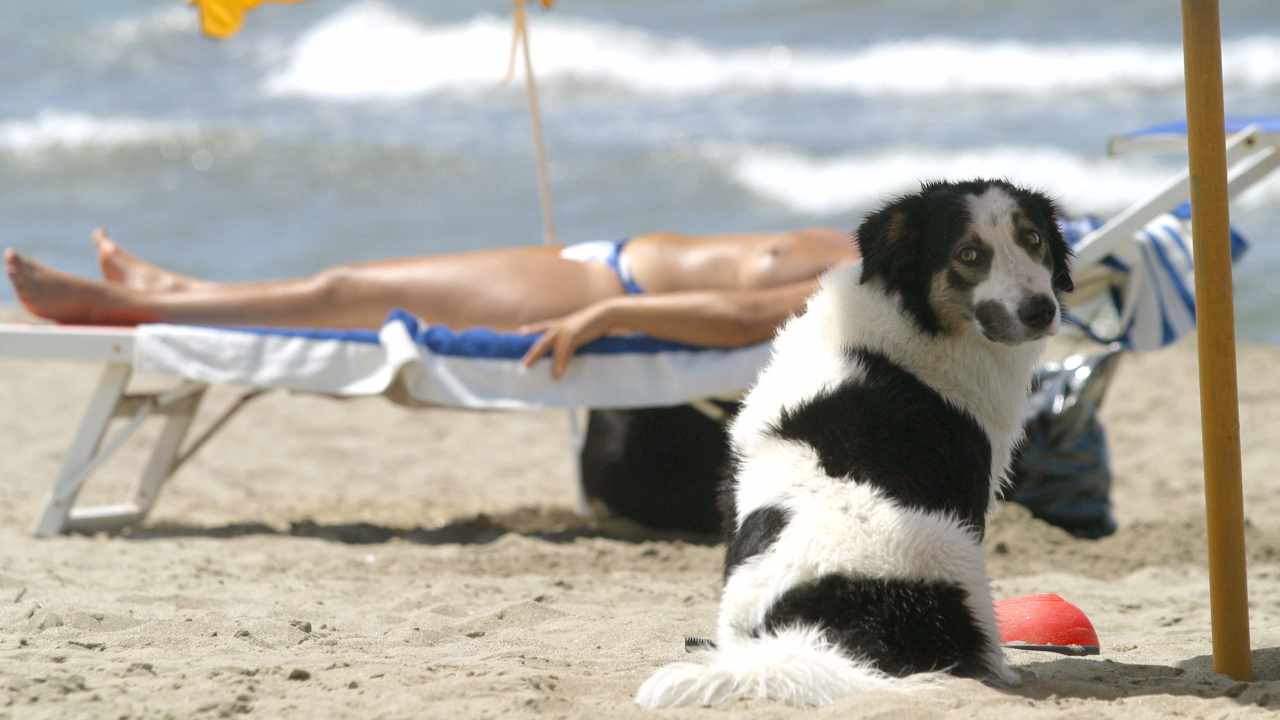 Cani in spiaggia si possono portare?