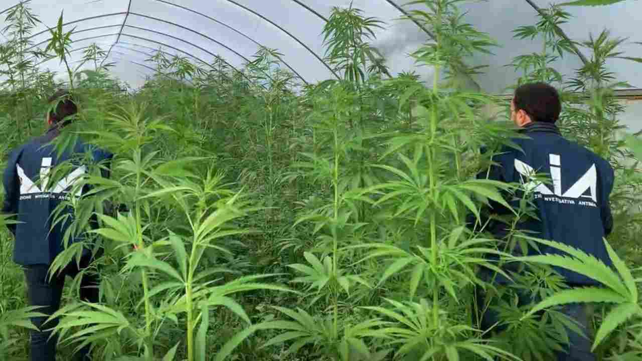 Piantagioni di droga scoperti nel palermitano