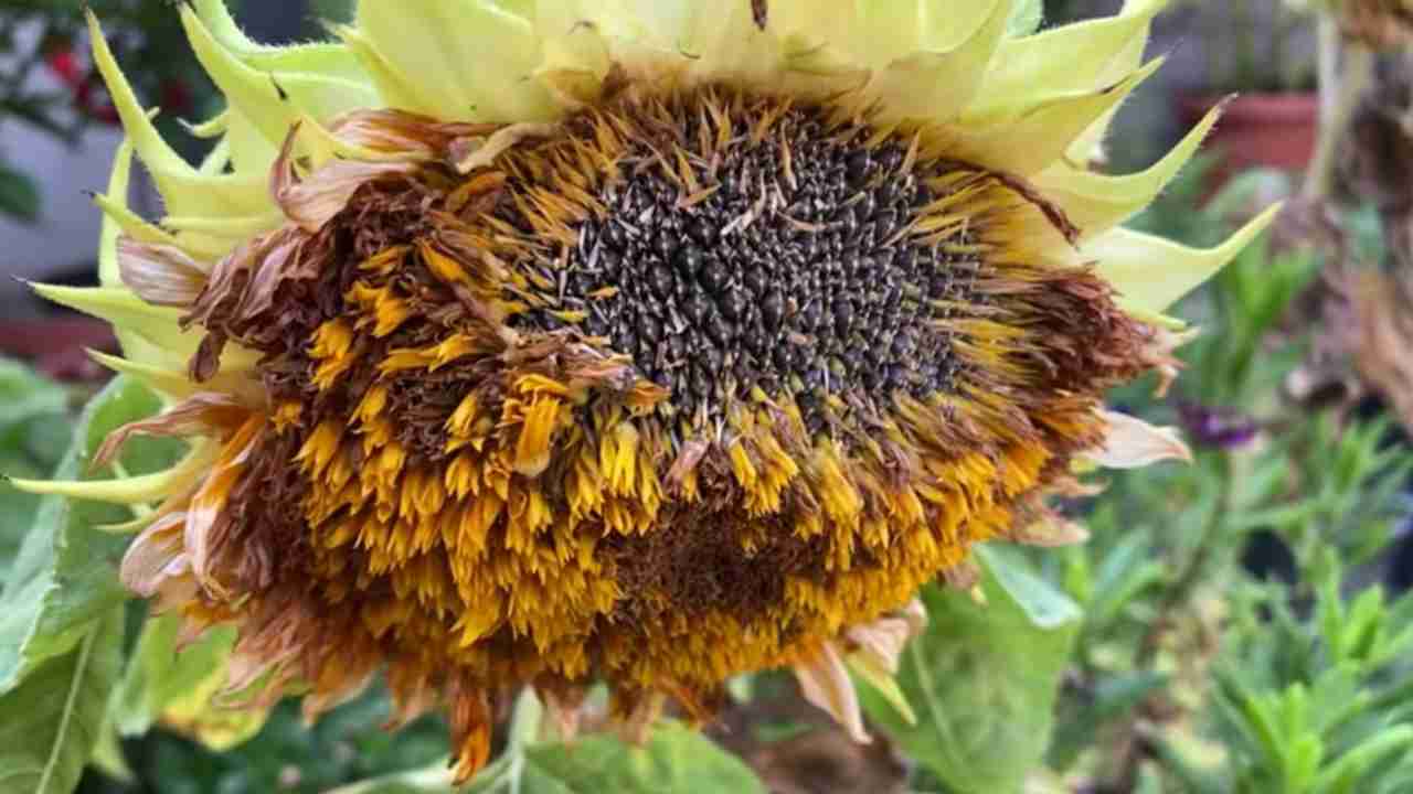 Olio semi di girasole e la vitamina E