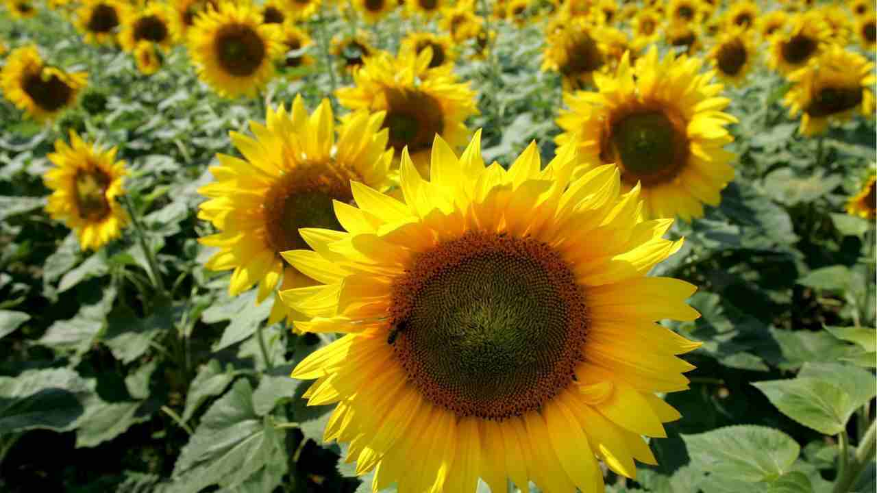 Olio semi di girasole e la vitamina E