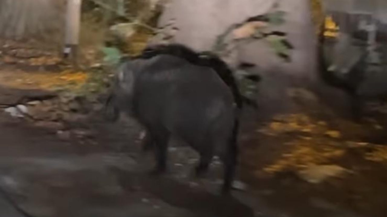 Guendalina Tavassi cinghiale