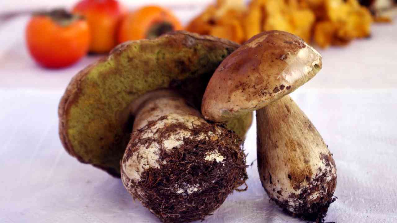 Casaprota, fettuccine ai funghi porcini