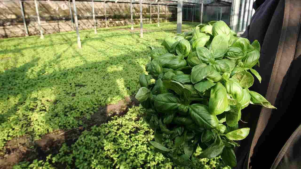 Come riprodurre il basilico con il metodo del bastoncino