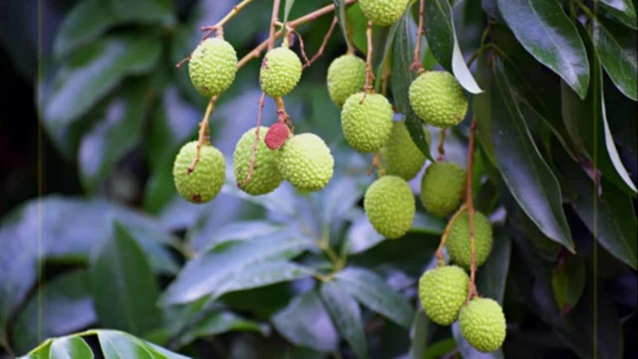 Tutto quello che non sapevi sul Litchi