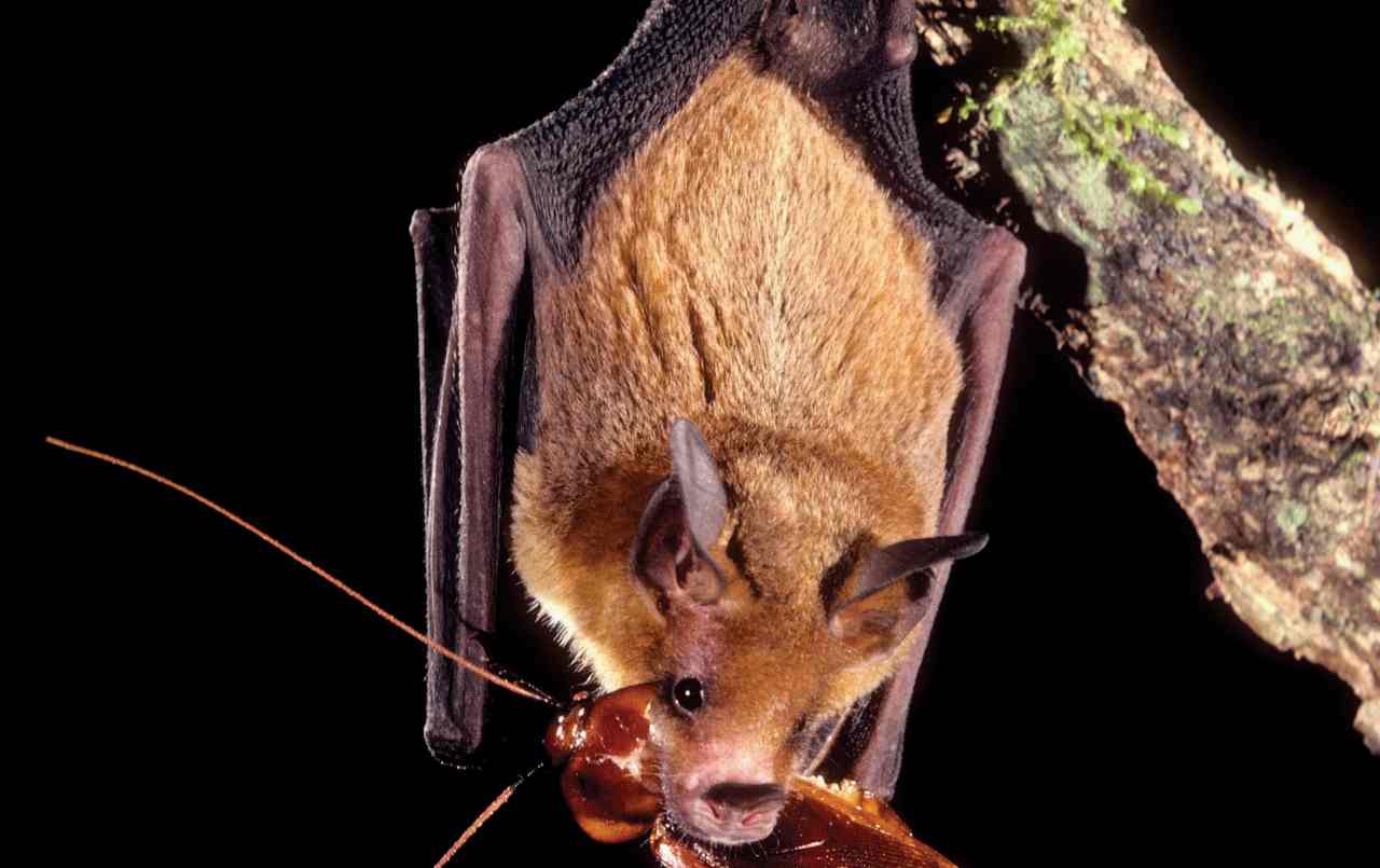 virus khosta-2 pipistrelli