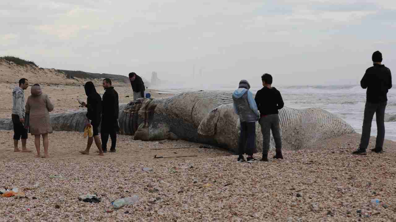 Strage di balene in Nuova Zelanda