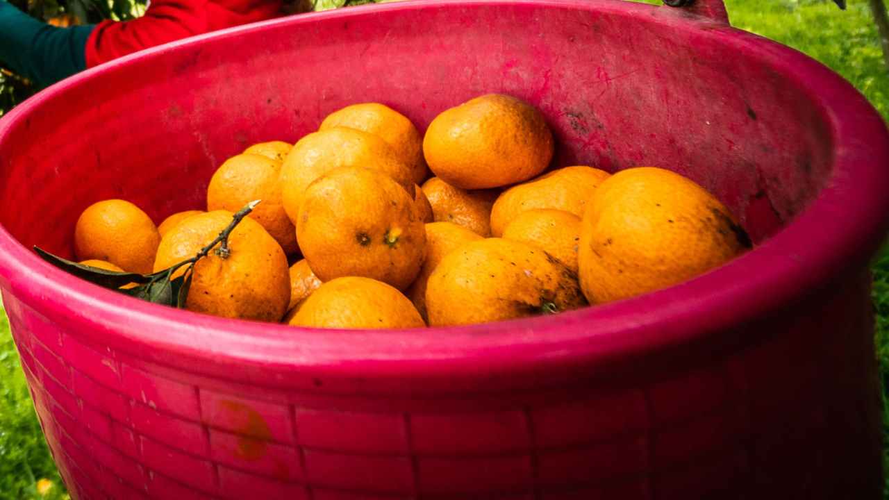 Tutto quello che dovresti sapere sulle arance