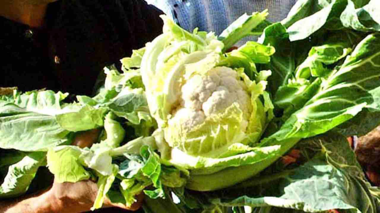 Mangiare broccoli fa bene alla nostra salute 