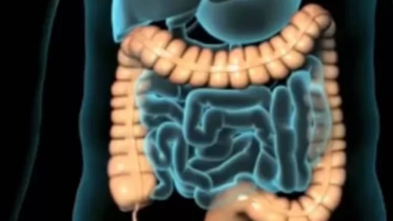 Intestino, tutto quello che dovresti sapere