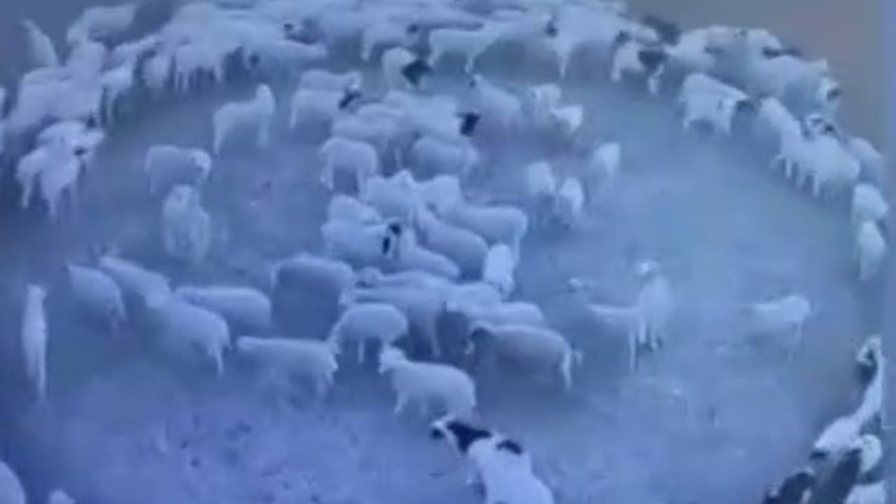 Pecore 