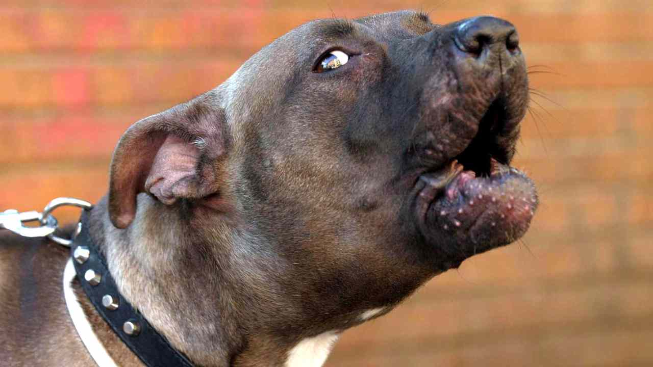 Pitbull sbrana ed uccide un bambino