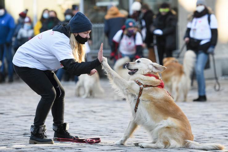 Il cane