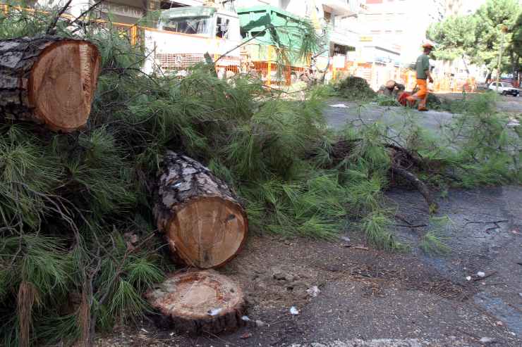 Alberi tagliati, maxi multa all'hotel