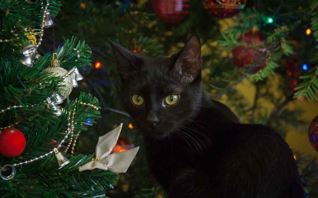 Albero di Natale anti-gatto